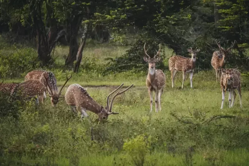 Sri Lanka Emocionante